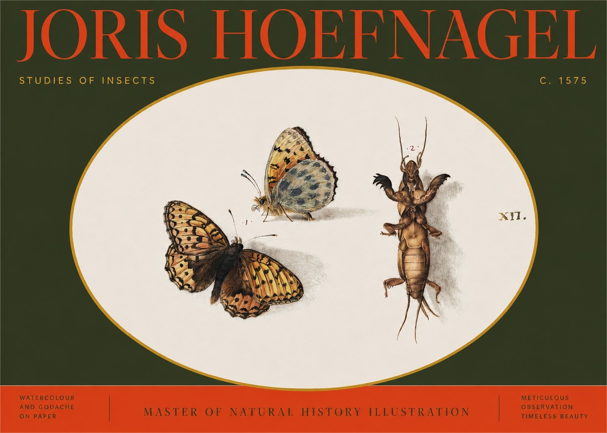 Joris Hoefnagel Studies of Insects Xii No2 - Plakát