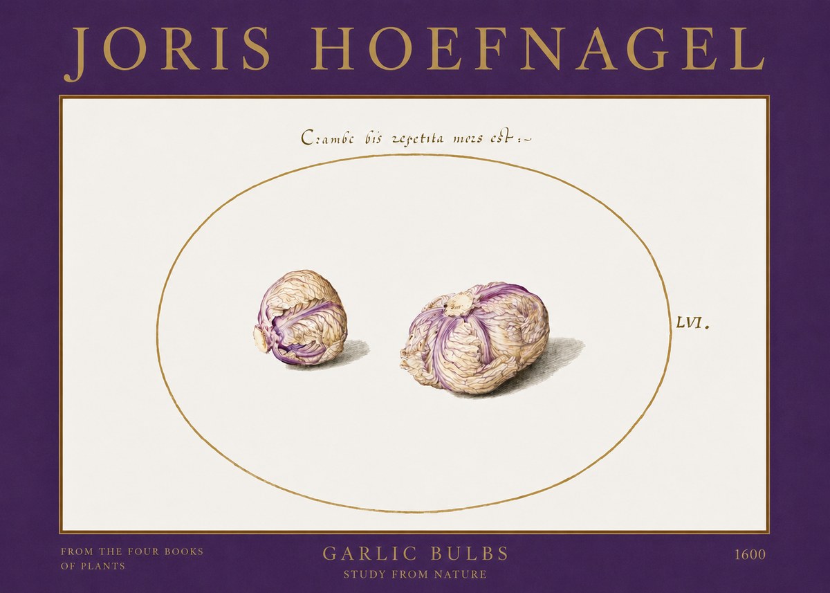 Joris Hoefnagel Garlic Bulbs Study from Nature No2 - Plakát