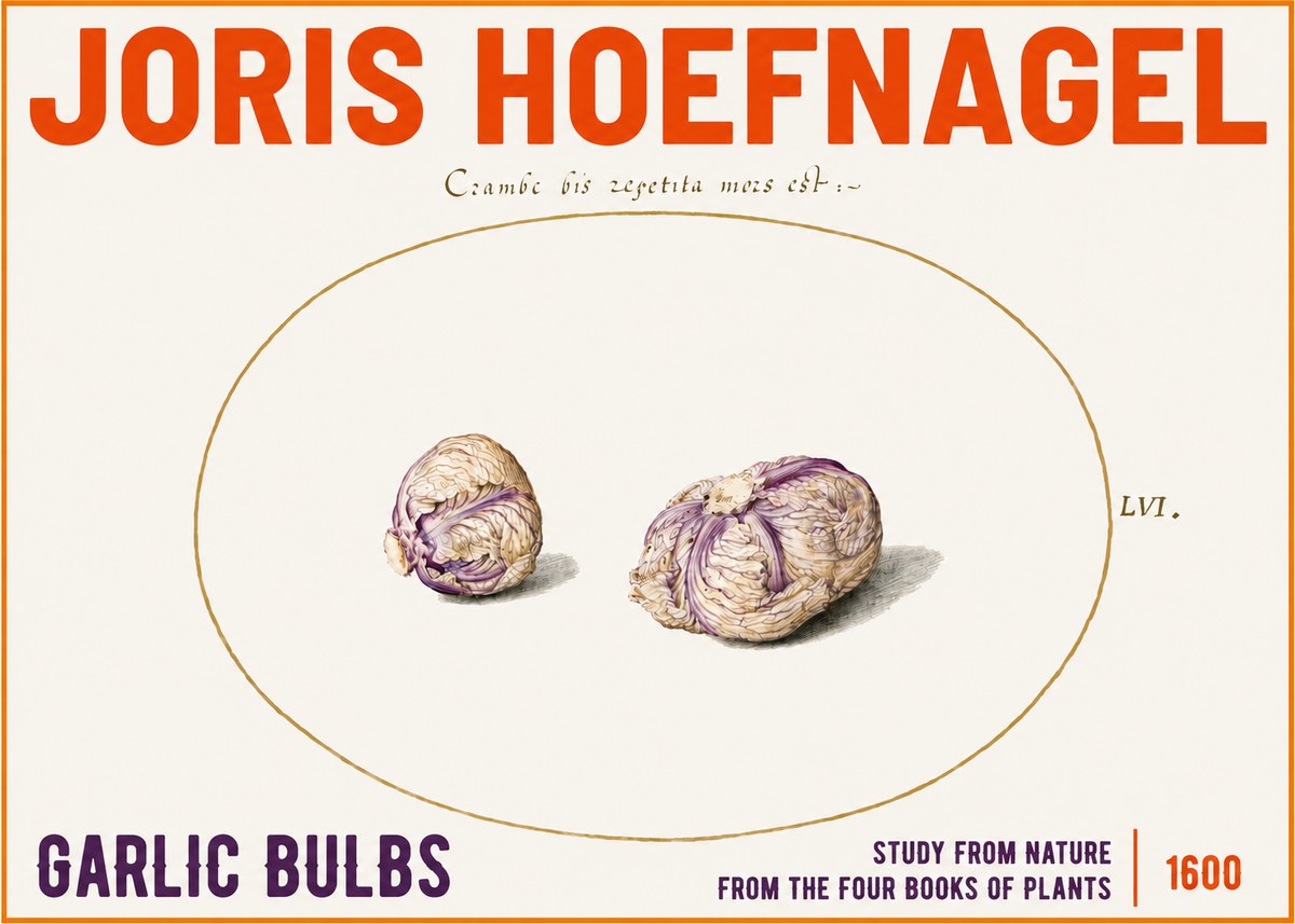 Joris Hoefnagel Garlic Bulbs Study from Nature No3 - Plakát
