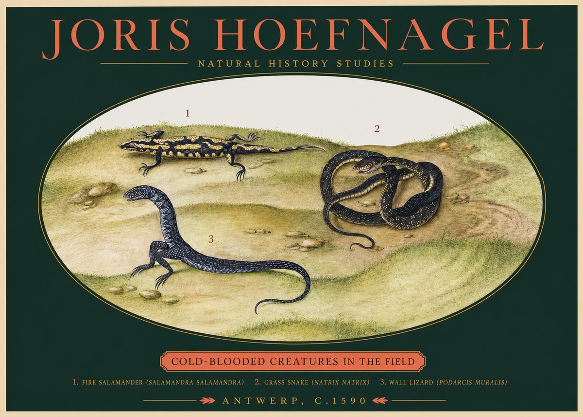 Joris Hoefnagel Cold-blooded Creatures in the Field No2 - Plakát