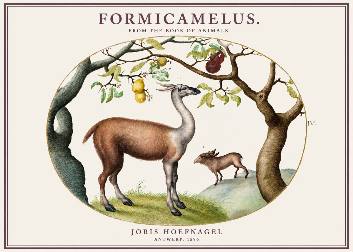 Joris Hoefnagel Formicamelus. No1 - Plakát