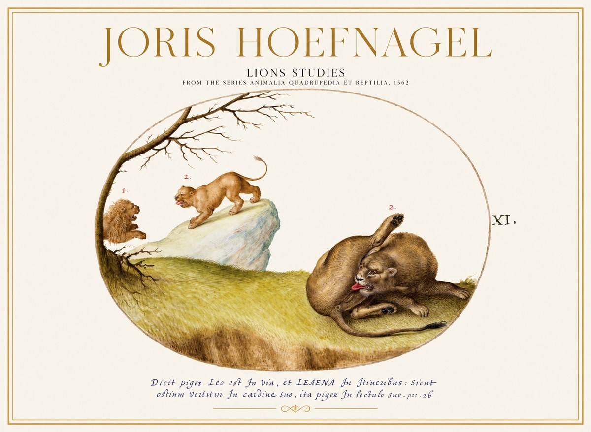 Joris Hoefnagel Lions Studies No1 - Plakát