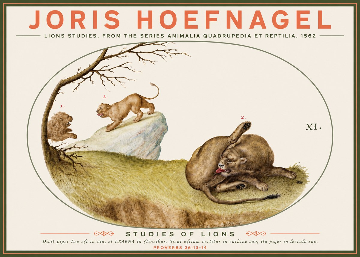 Joris Hoefnagel Lions Studies No3 - Plakát