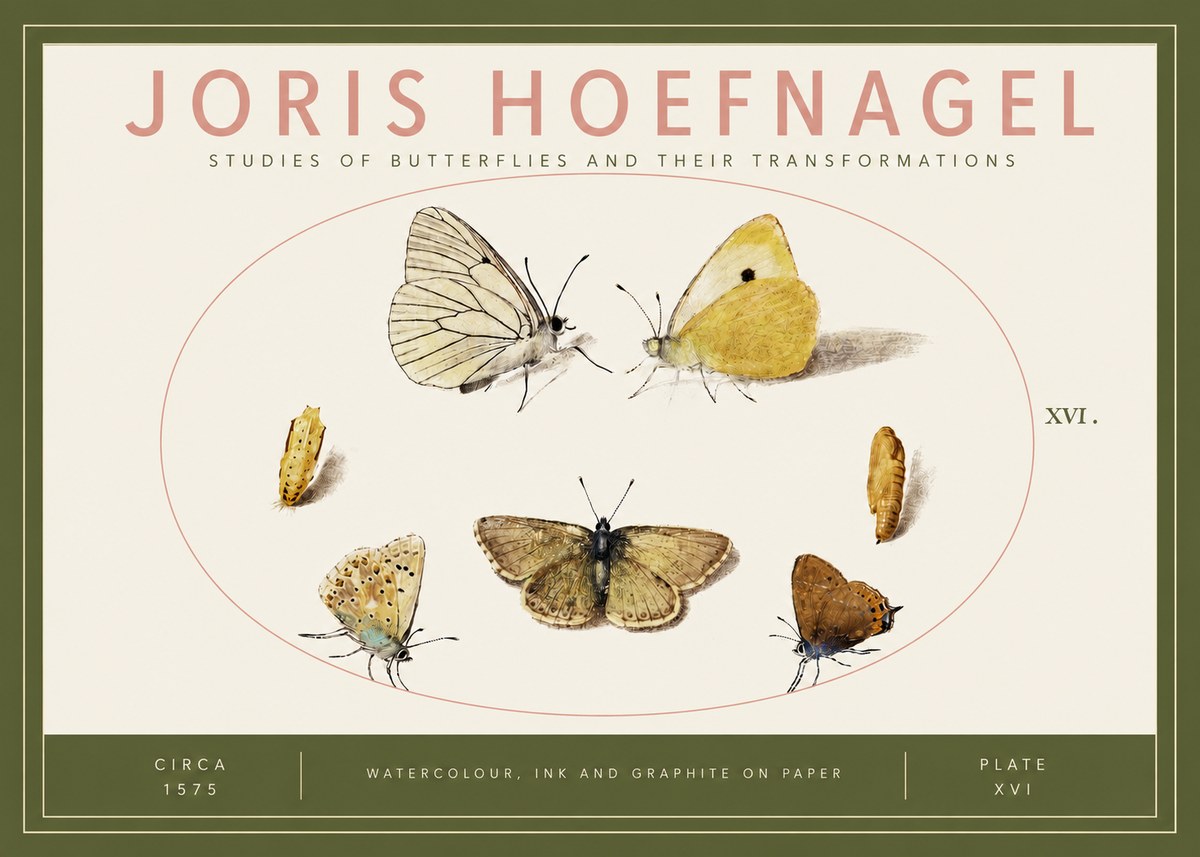 Joris Hoefnagel Studies of Butterflies and Their Transformations No3 - Plakát