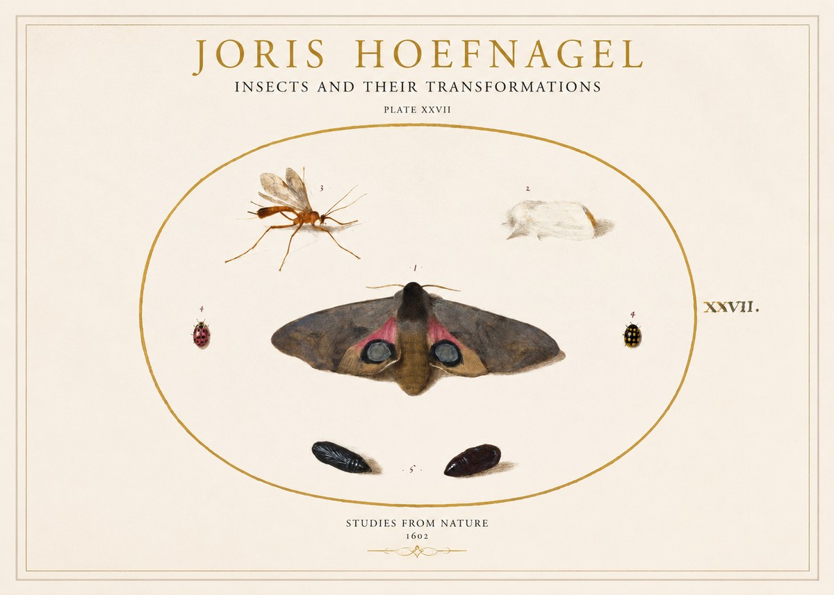 Joris Hoefnagel Insects and Their Transformations - Plate Xxvii No1 - Plakát