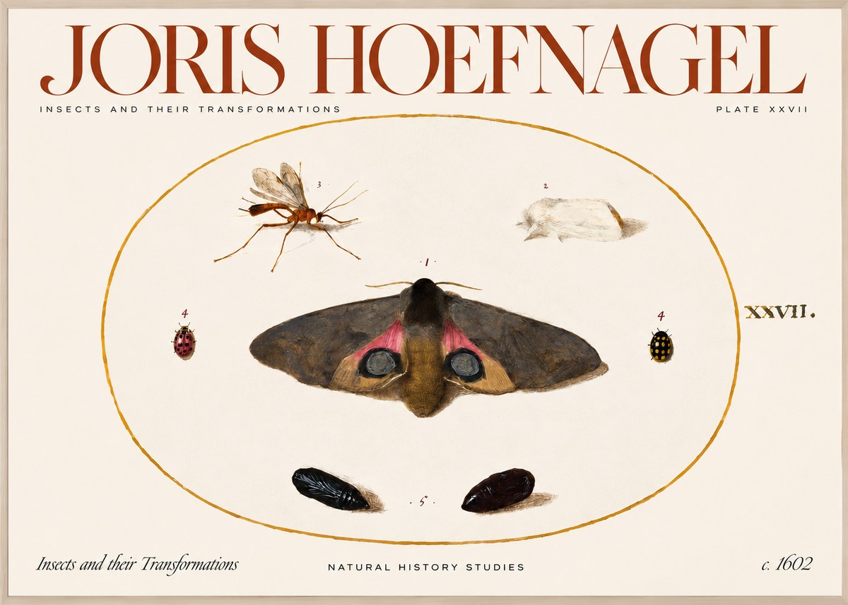 Joris Hoefnagel Insects and Their Transformations - Plate Xxvii No2 - Plakát