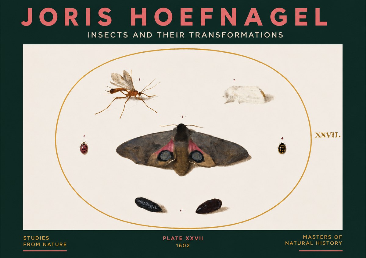 Joris Hoefnagel Insects and Their Transformations - Plate Xxvii No3 - Plakát