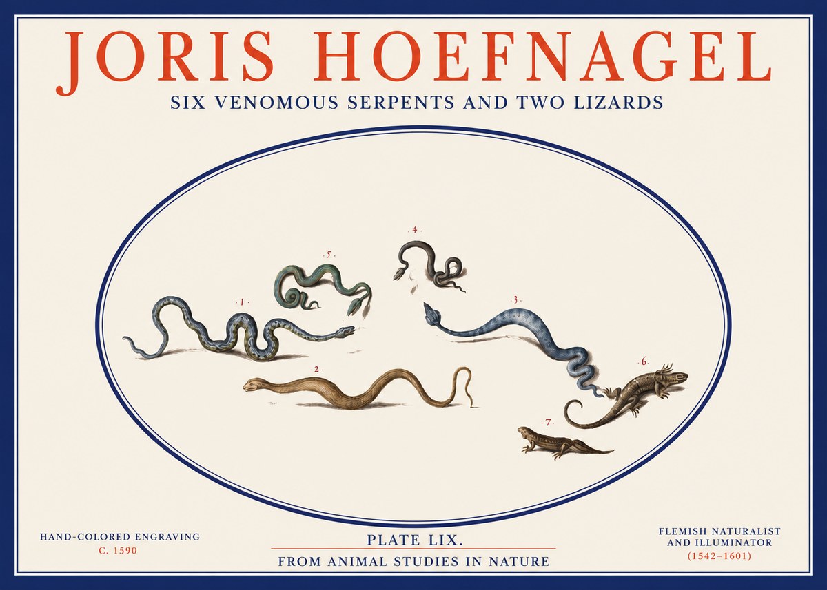 Joris Hoefnagel Six Venomous Serpents and Two Lizards No2 - Plakát