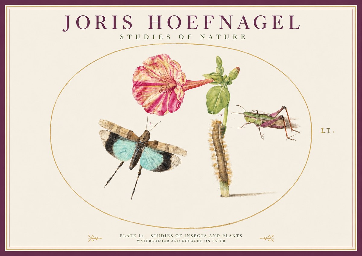 Joris Hoefnagel Plate L1. Studies of Insects and Plants No1 - Plakát