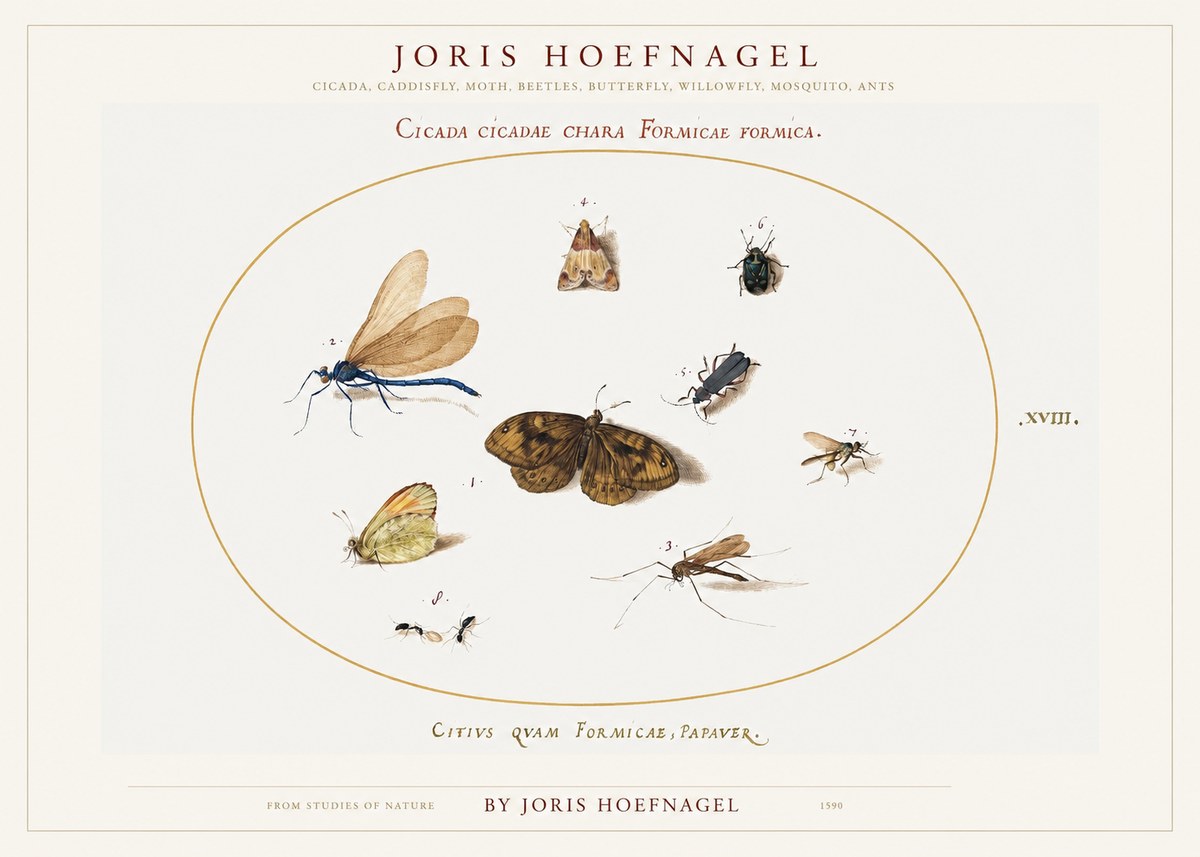 Joris Hoefnagel Cicada Cicadae Chara Formicae Formica. No1 - Plakát