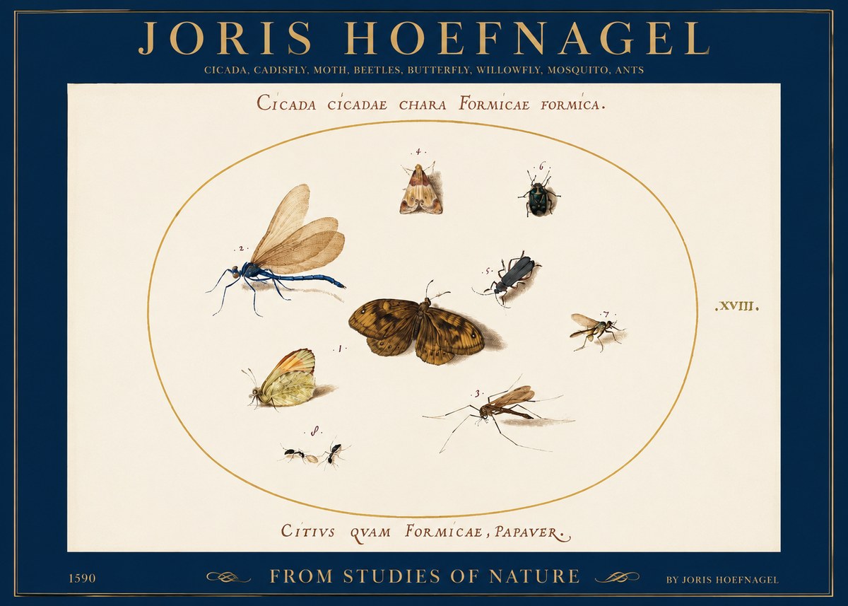 Joris Hoefnagel Cicada Cicadae Chara Formicae Formica. No2 - Plakát