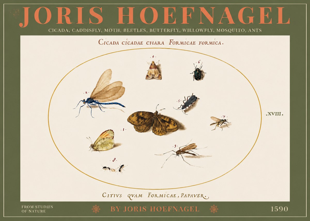 Joris Hoefnagel Cicada Cicadae Chara Formicae Formica. No3 - Plakát