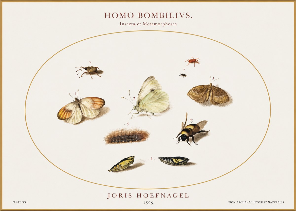 Joris Hoefnagel Homo Bombilivs. Insecta Et Metamorphoses No1 - Plakát