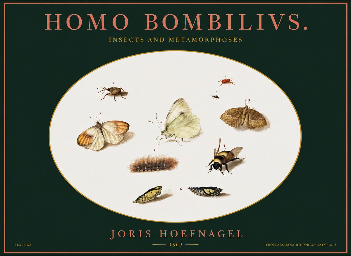 Joris Hoefnagel Homo Bombilivs. Insecta Et Metamorphoses No2 - Plakát