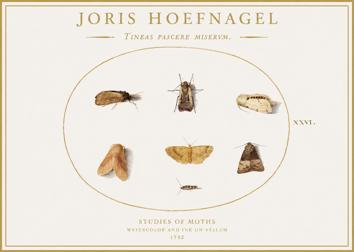 Joris Hoefnagel Studies of Moths II No1 - Plakát