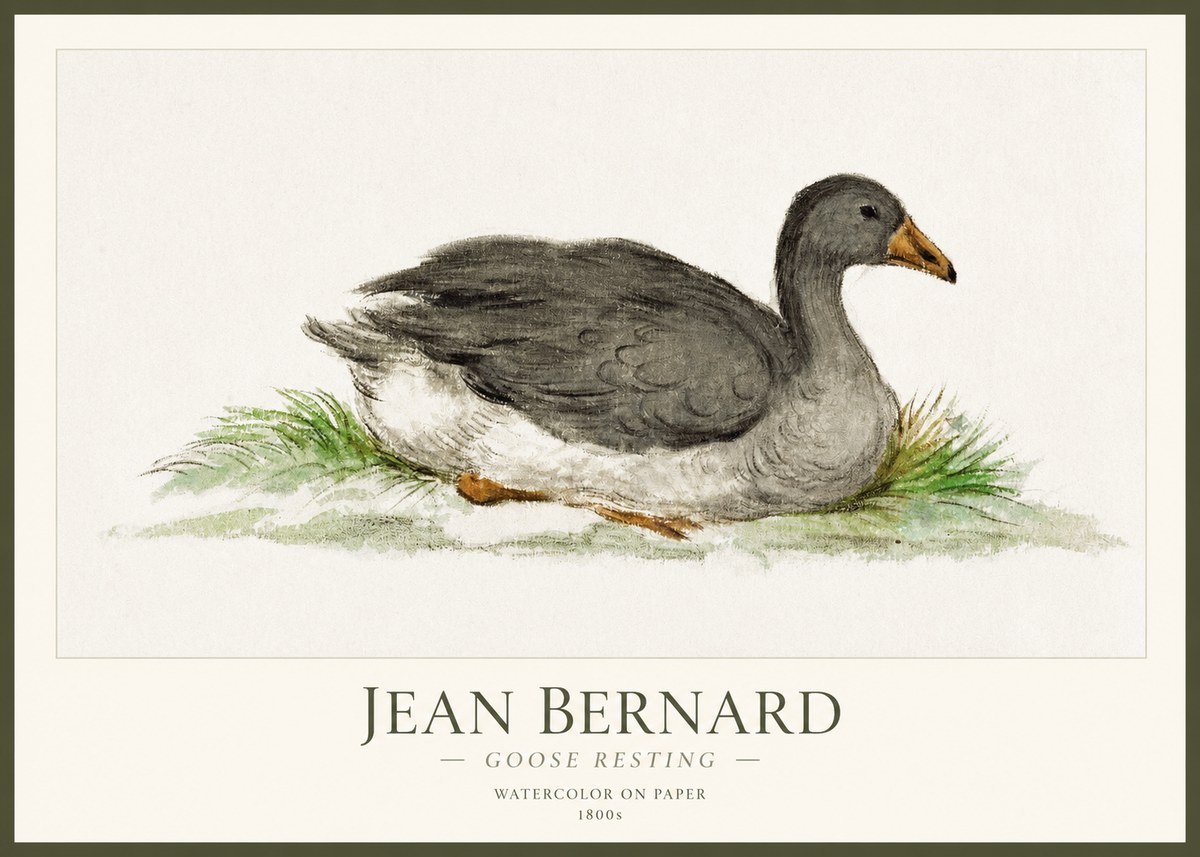 Jean Bernard Goose Resting No1 - Plakát