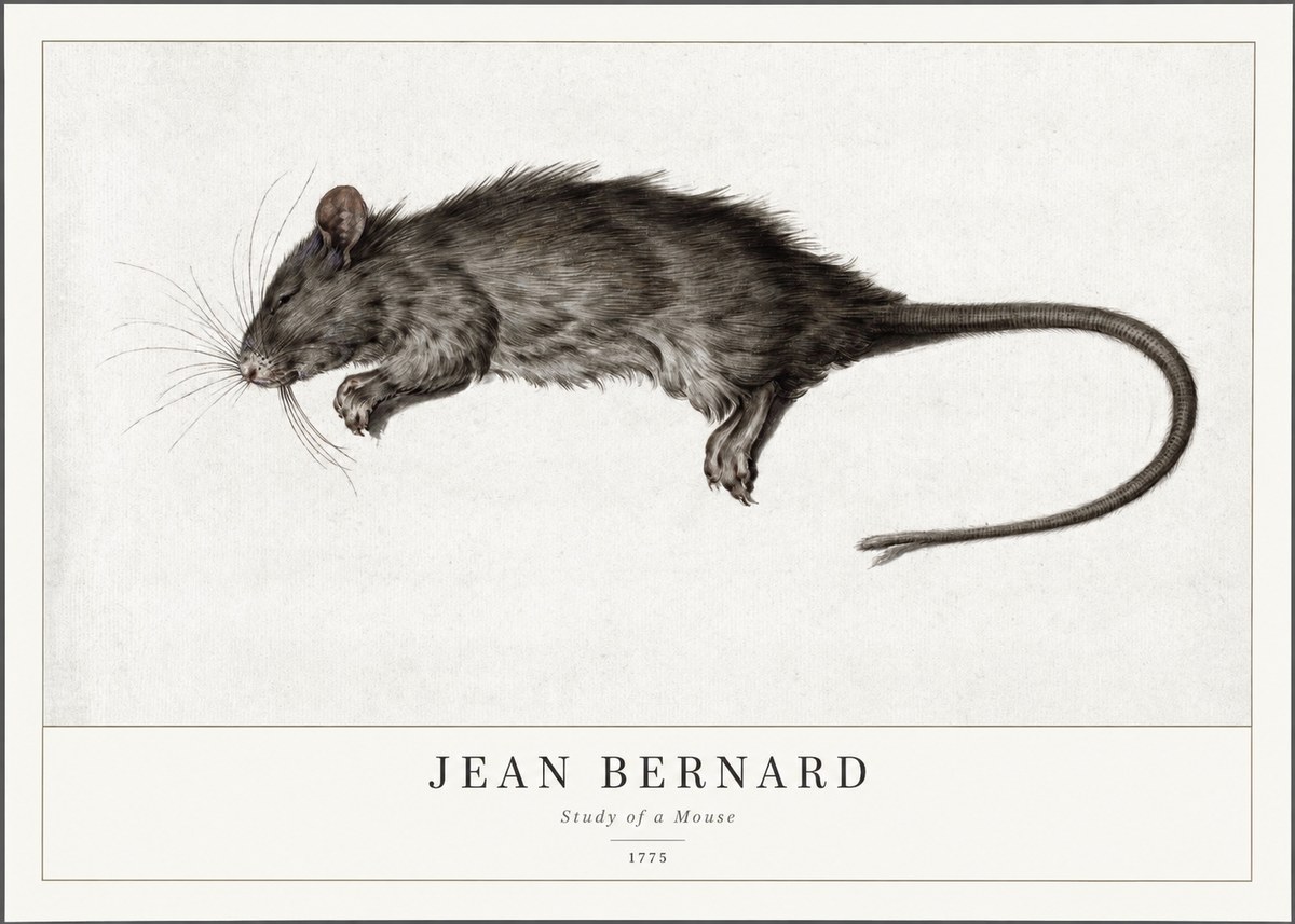 Jean Bernard Study of a Mouse II No1 - Plakát