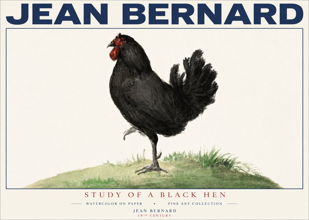 Jean Bernard Study of a Black Hen No4 - Plakát
