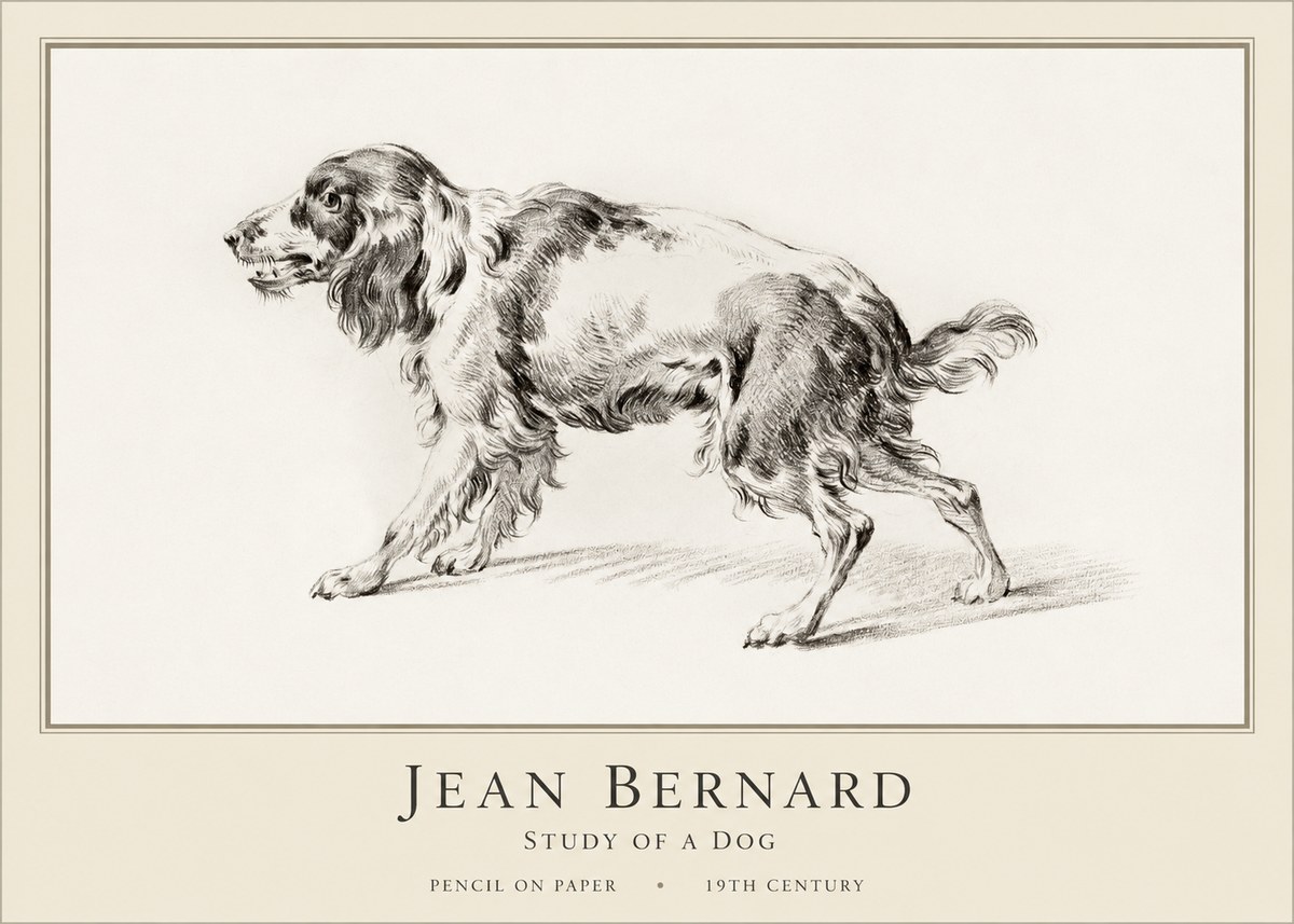 Jean Bernard Study of a Dog V No1 - Plakát