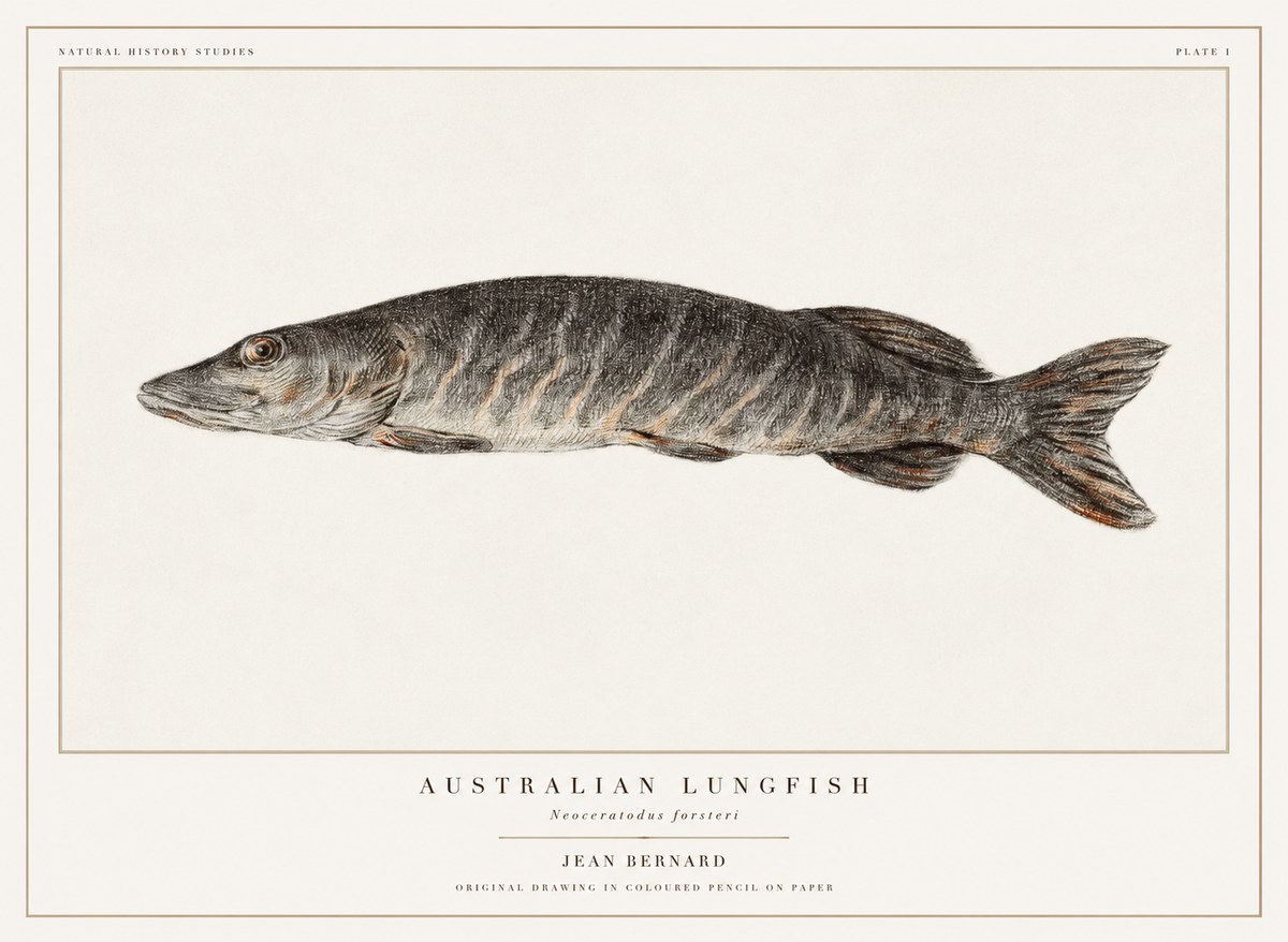 Jean Bernard Australian Lungfish No1 - Plakát