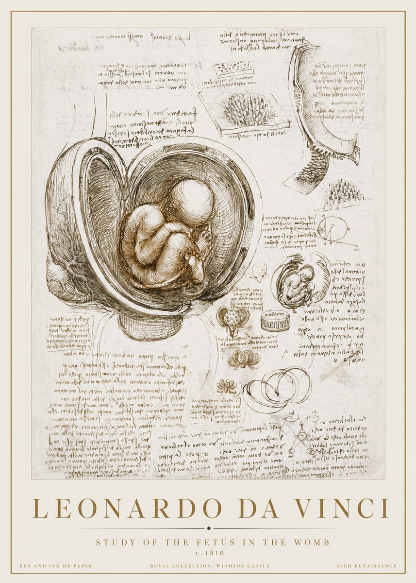 Leonardo da Vinci Studies of the Fetus in the Womb No3 - Plakát