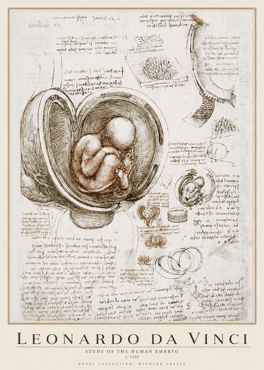 Leonardo da Vinci Studies of the Fetus in the Womb No4 - Plakát