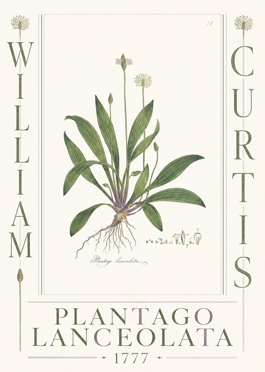 William Curtis Plantago Lanceolata II No3 - Plakát