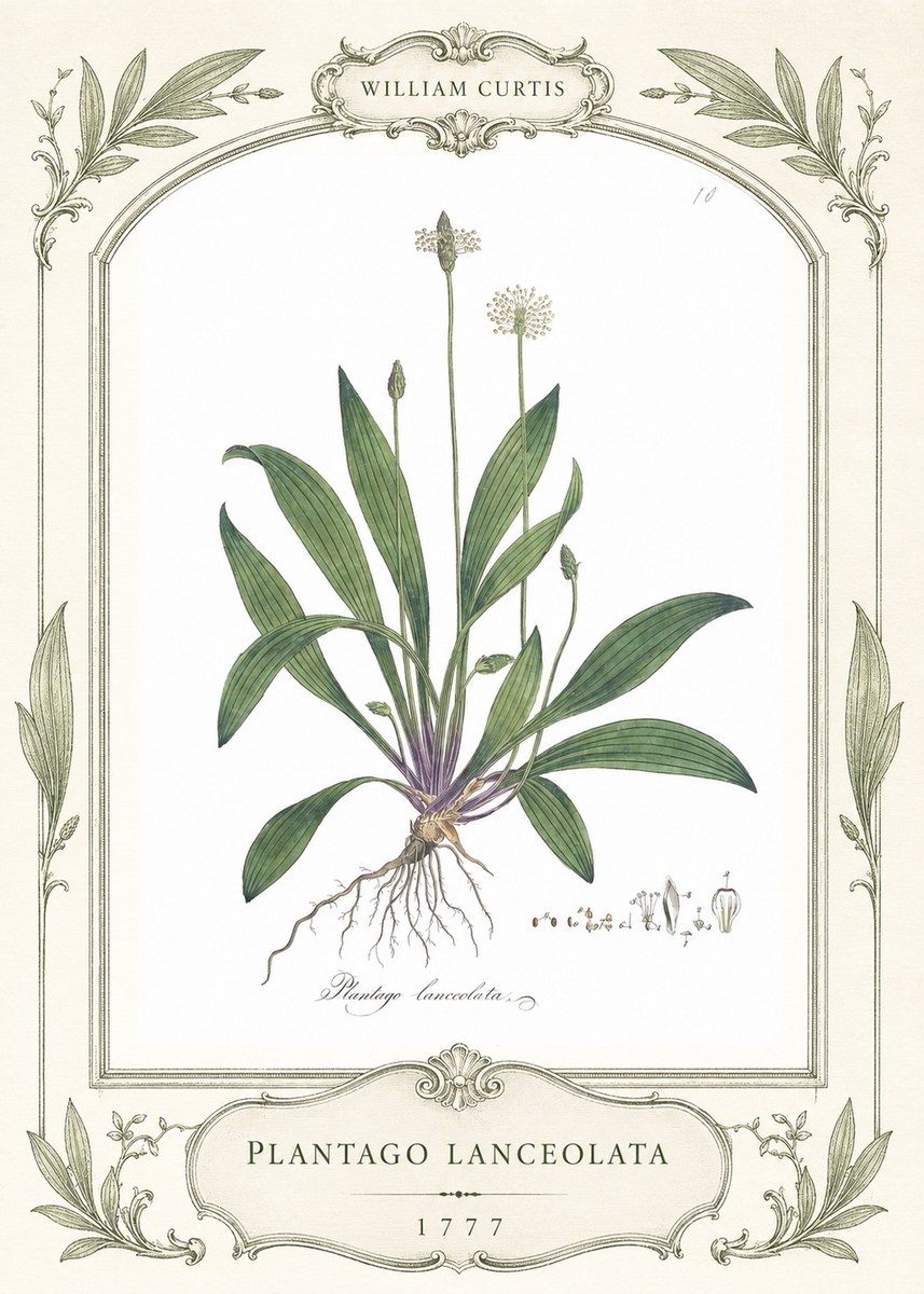 William Curtis Plantago Lanceolata II No4 - Plakát
