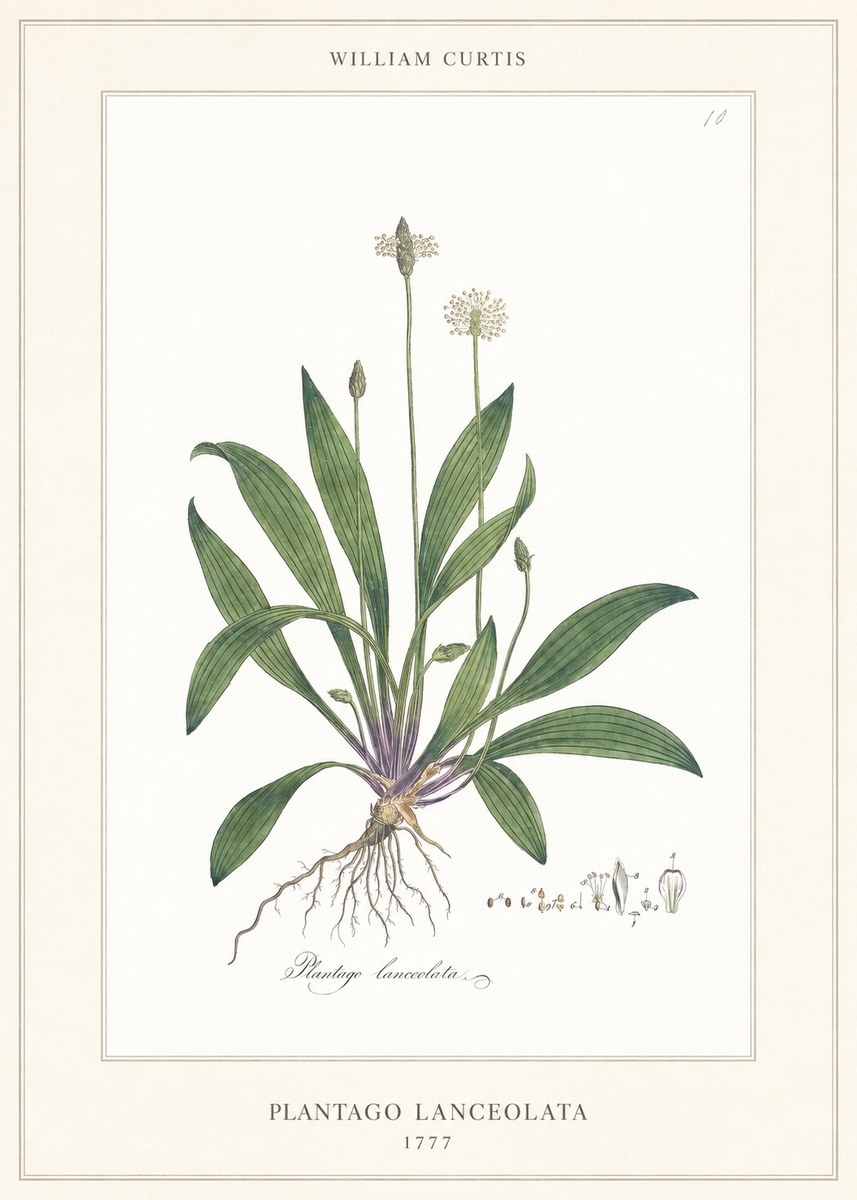 William Curtis Plantago Lanceolata II No6 - Plakát