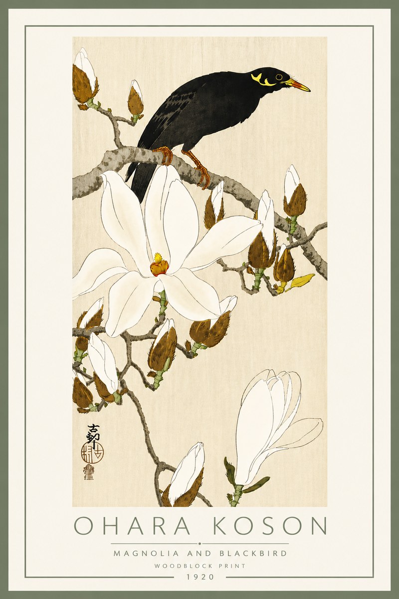 Ohara Koson Magnolia and Blackbird No5 - Plakát