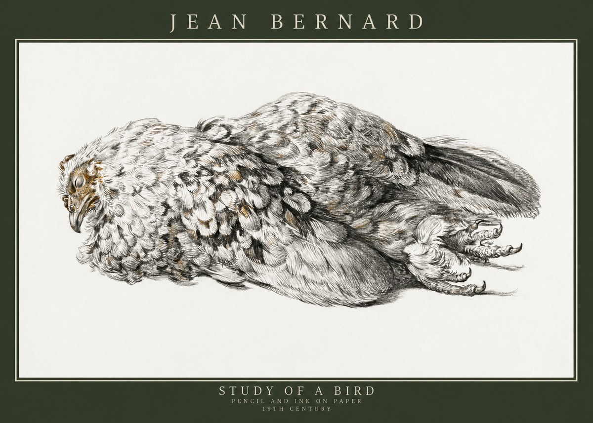 Jean Bernard Study of a Bird I No3 - Plakát