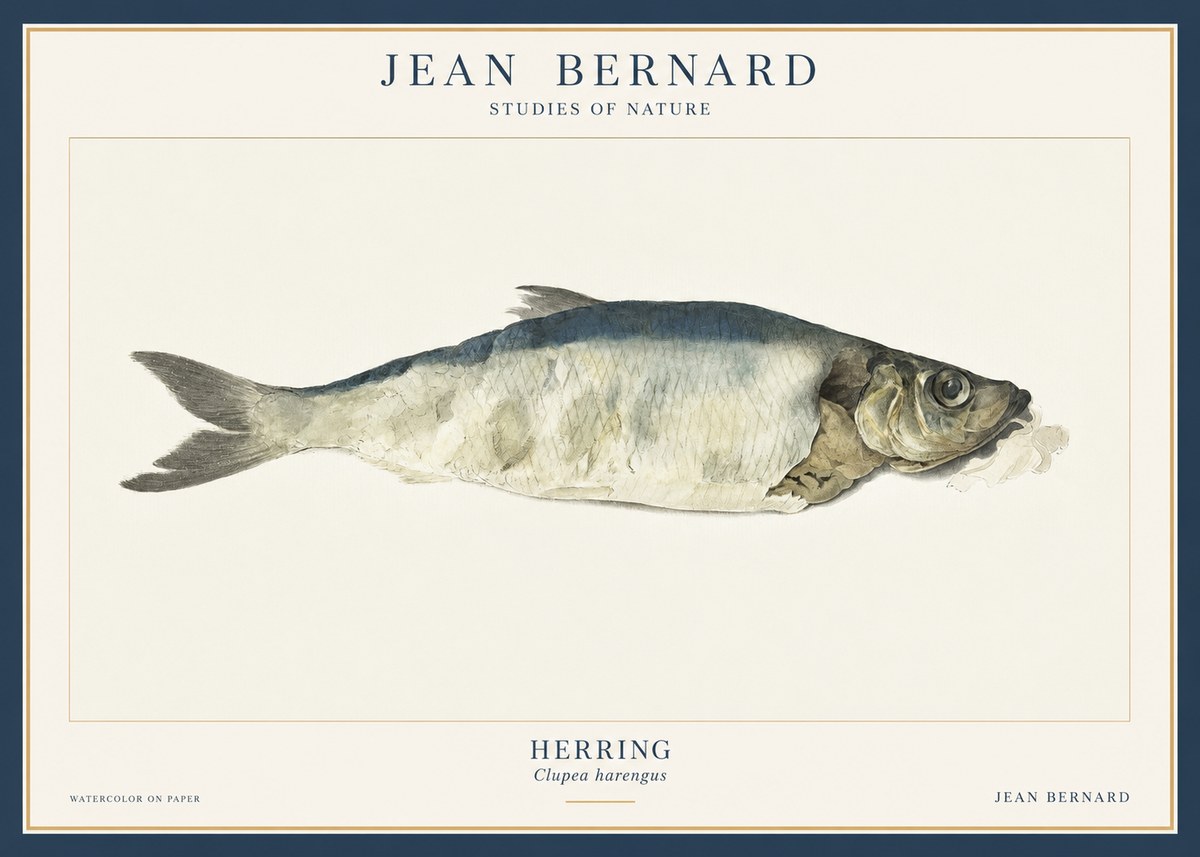 Jean Bernard Herring No3 - Plakát
