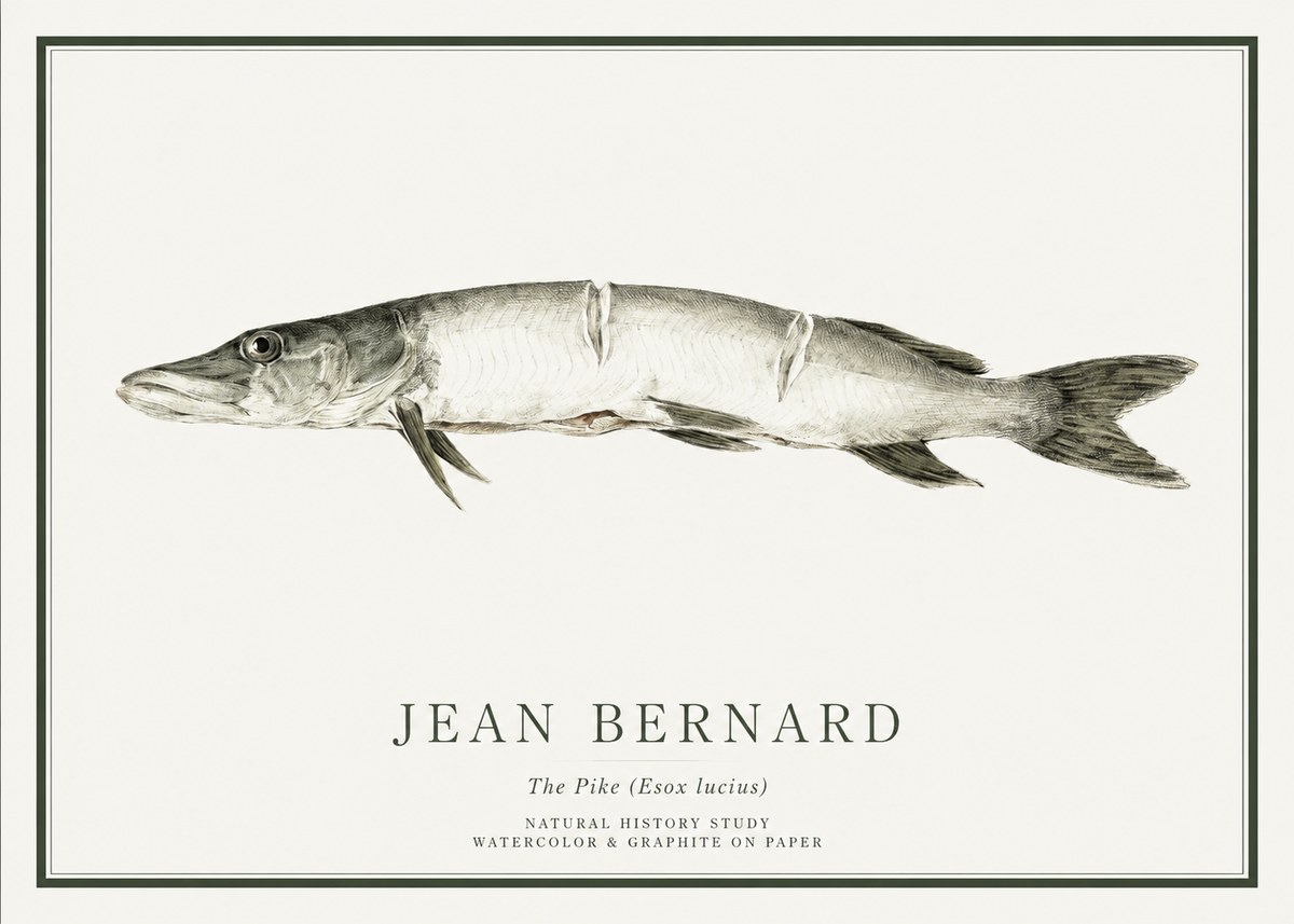 Jean Bernard Study of a Fish II No6 - Plakát