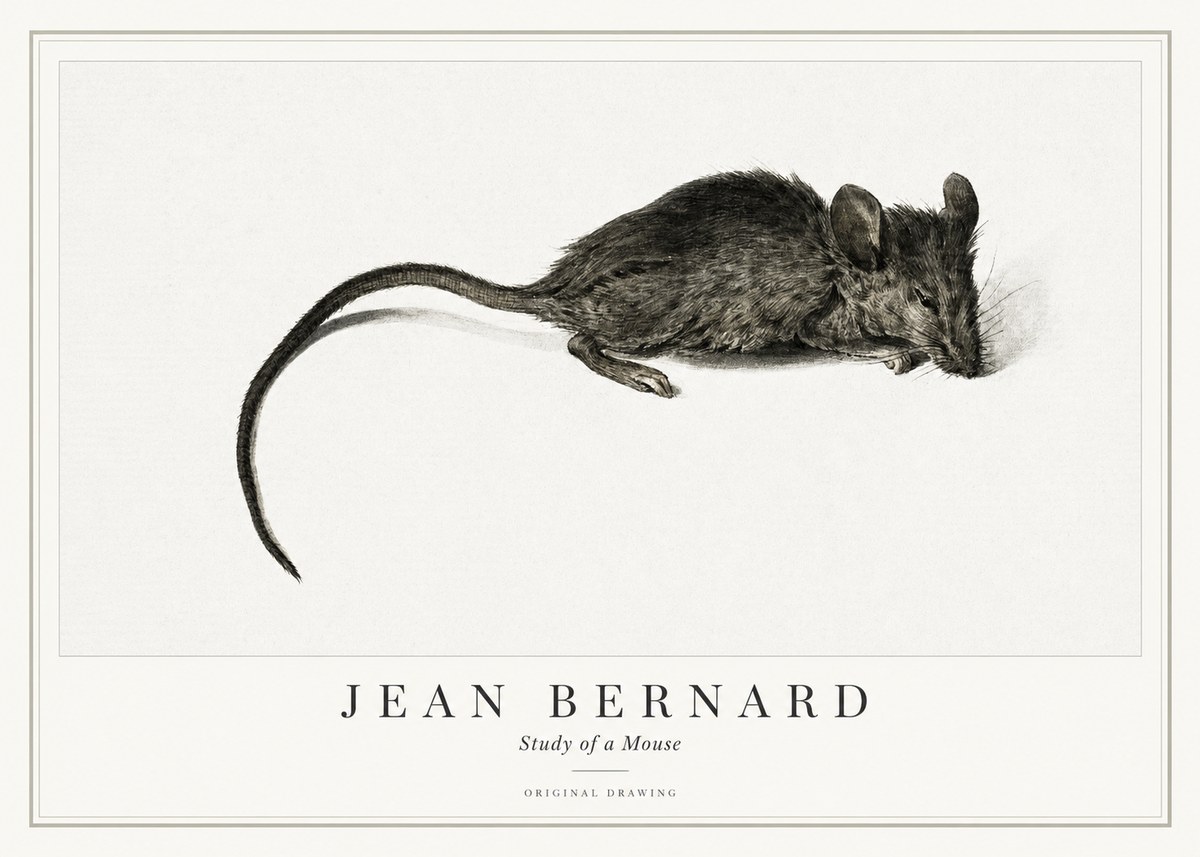 Jean Bernard Study of a Mouse I No1 - Plakát