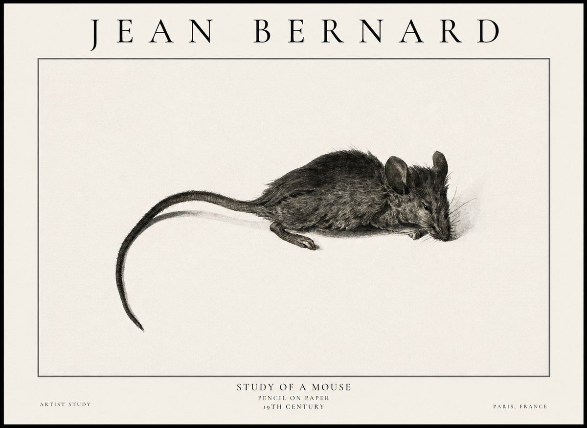 Jean Bernard Study of a Mouse I No6 - Plakát