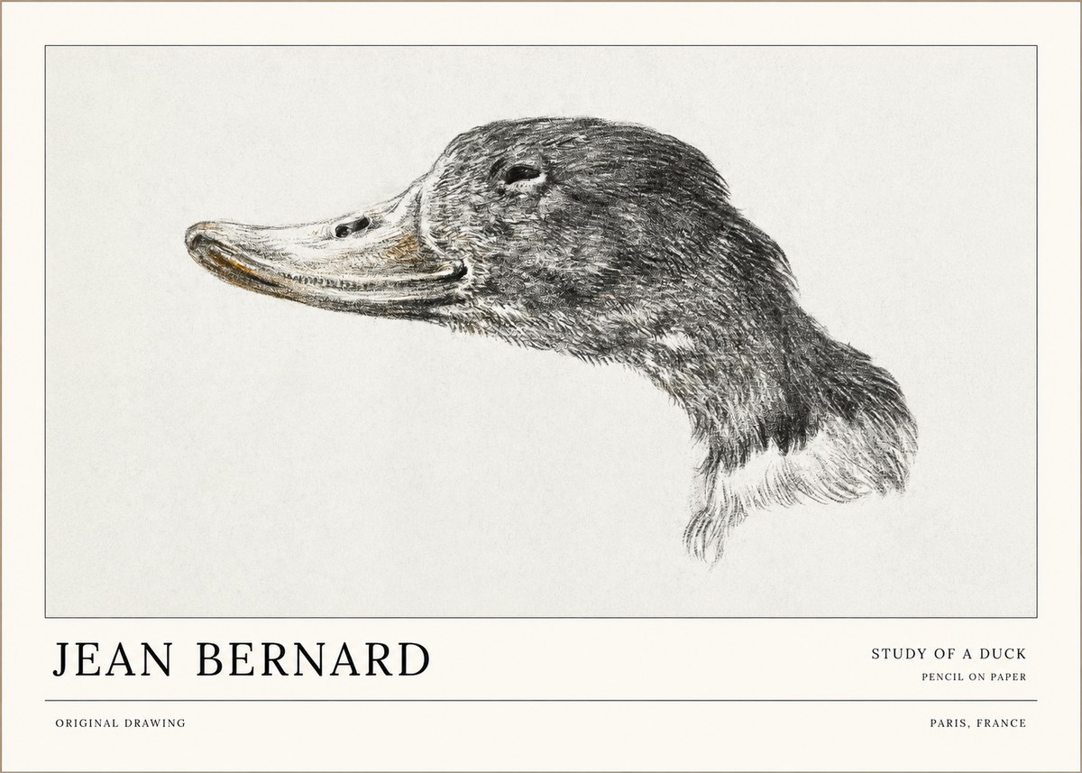 Jean Bernard Study of a Duck No1 - Plakát