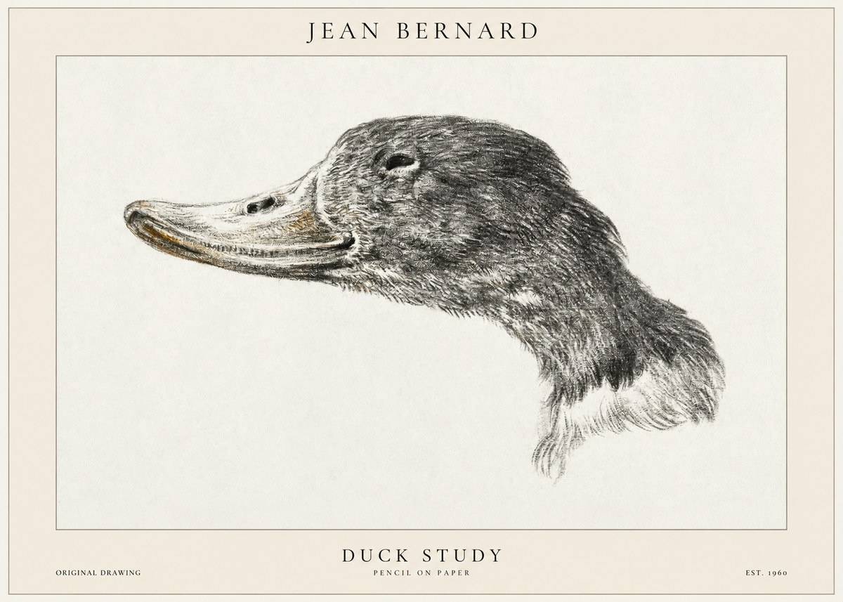Jean Bernard Study of a Duck No2 - Plakát