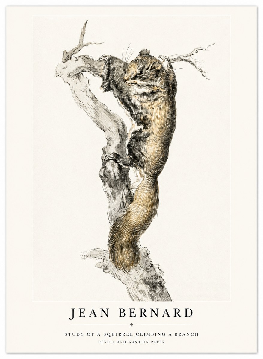 Jean Bernard Study of a Squirrel Climbing a Branch No1 - Plakát