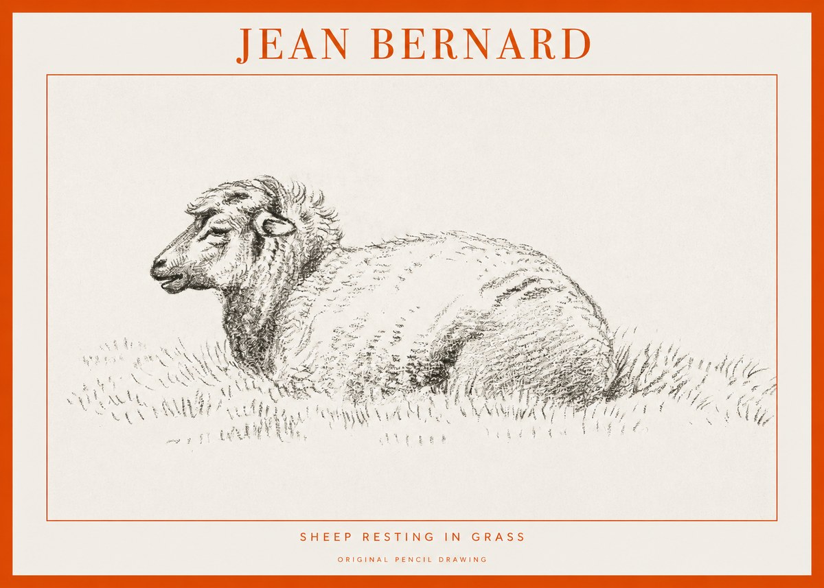Jean Bernard Sheep Resting in Grass No1 - Plakát