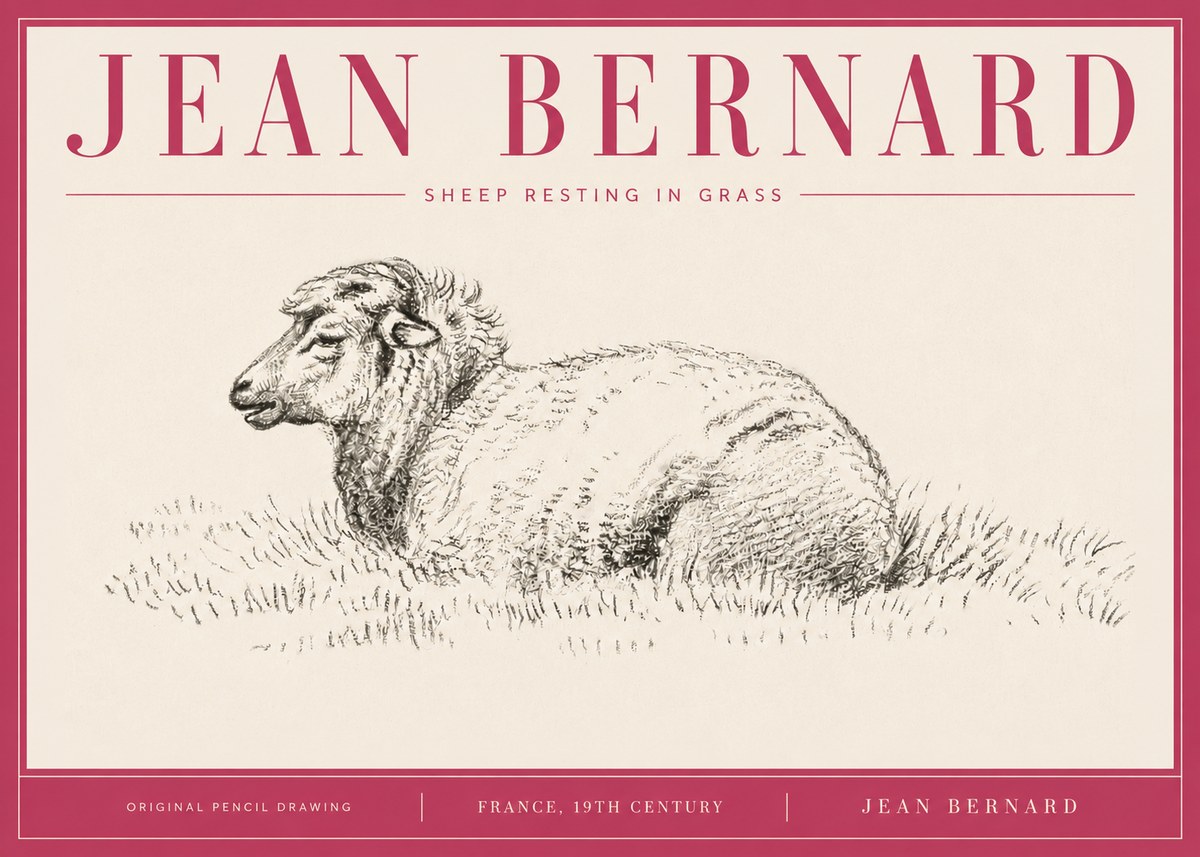 Jean Bernard Sheep Resting in Grass No4 - Plakát