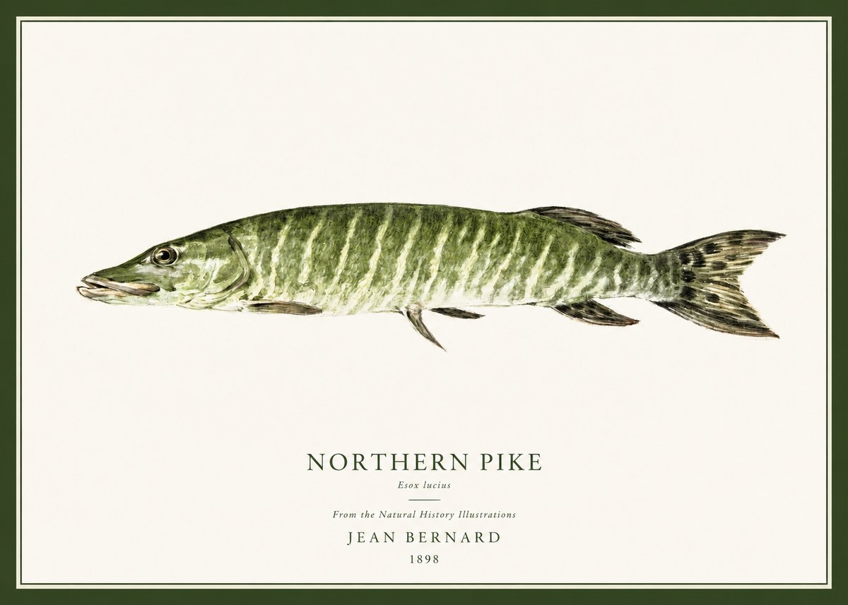 Jean Bernard Northern Pike No1 - Plakát