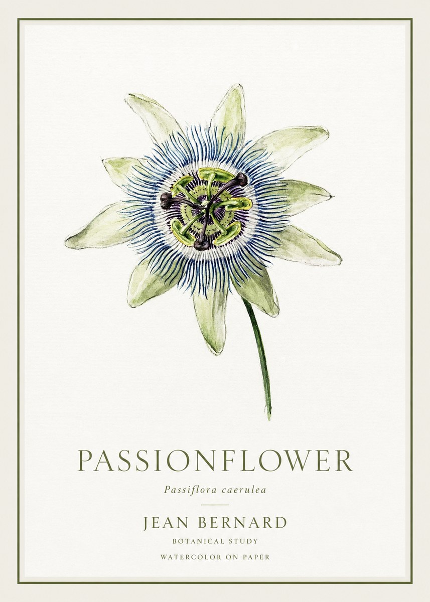 Jean Bernard Passionflower No1 - Plakát