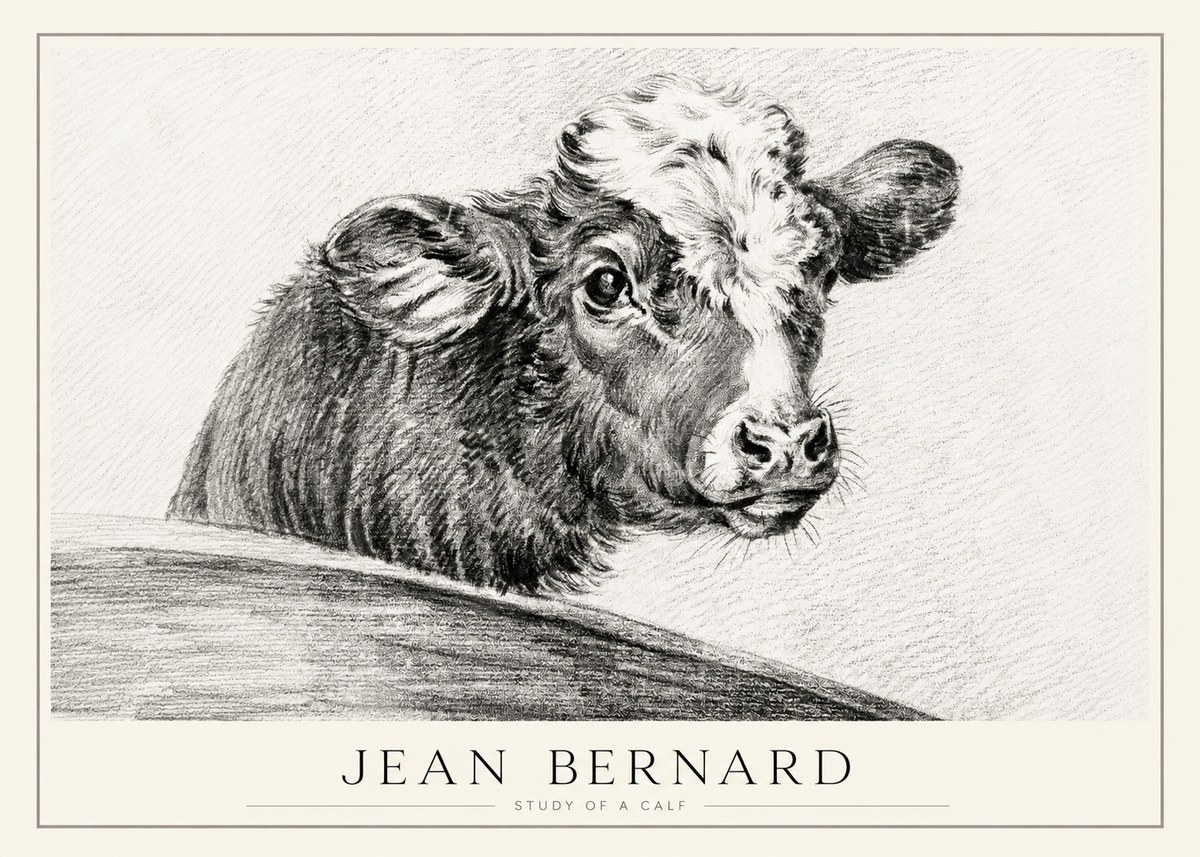 Jean Bernard Study of a Calf II No1 - Plakát