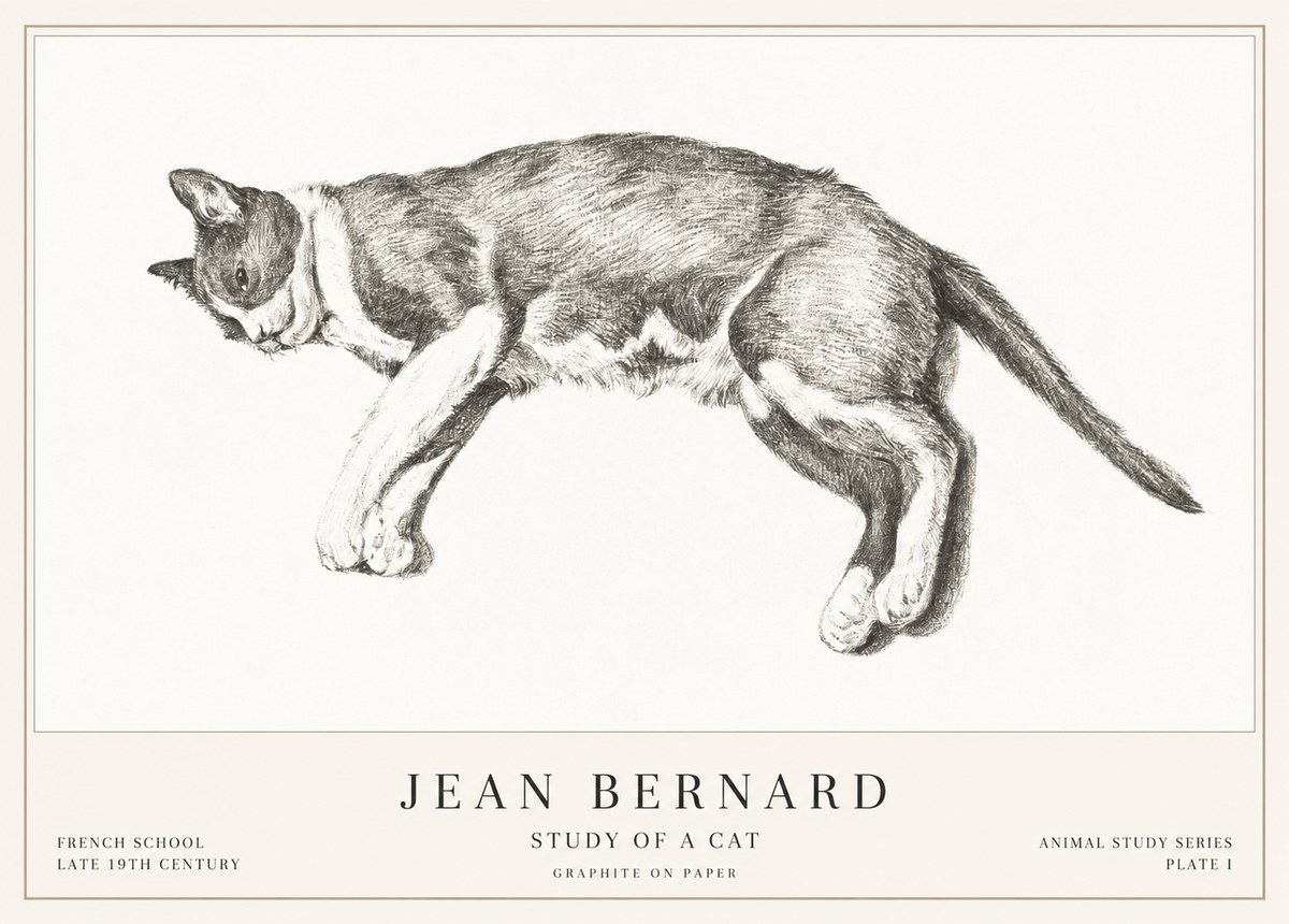 Jean Bernard Cat Study VII No3 - Plakát