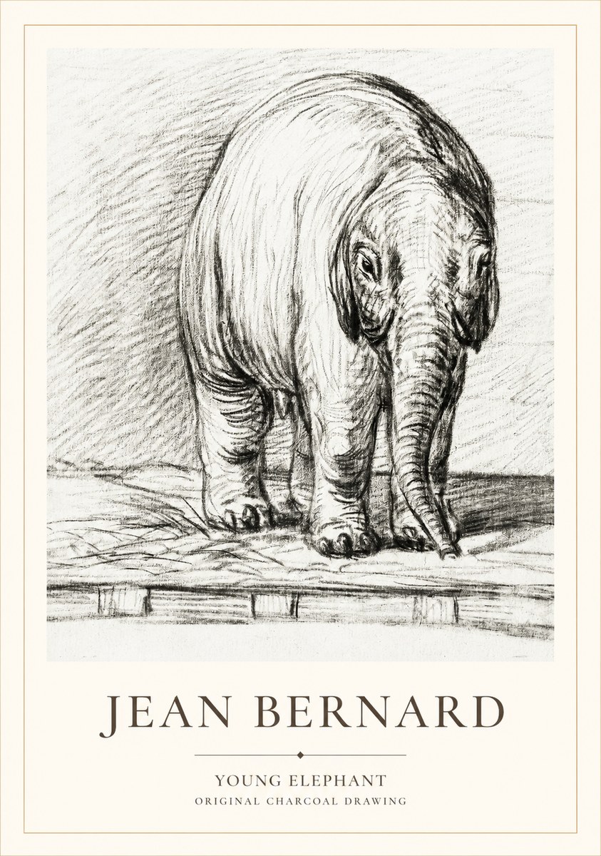 Jean Bernard Young Elephant No1 - Plakát