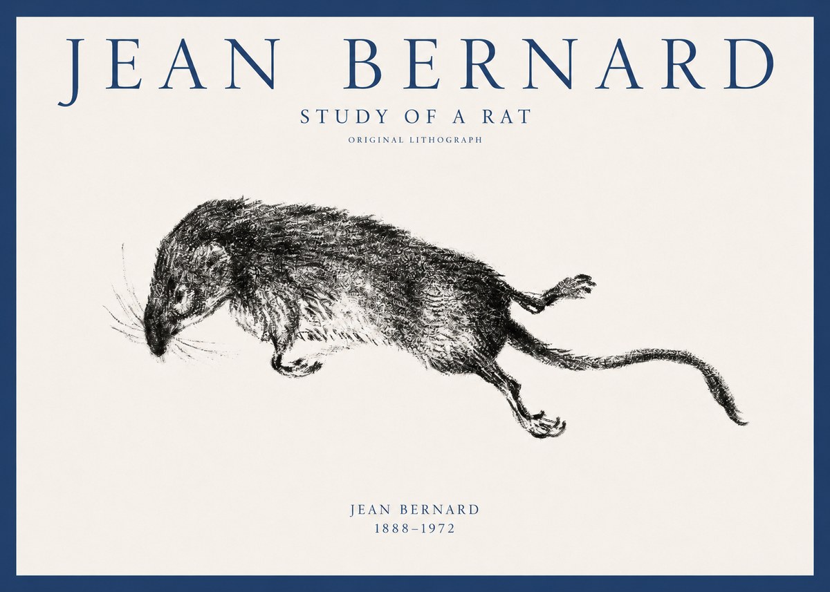Jean Bernard Study of a Rat II No1 - Plakát
