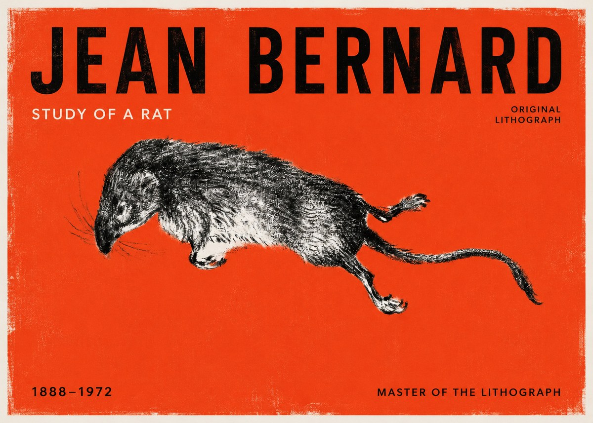 Jean Bernard Study of a Rat II No2 - Plakát