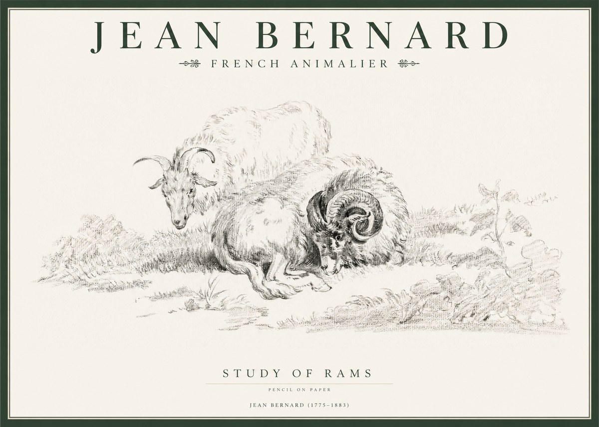 Jean Bernard Study of Sheep No2 - Plakát