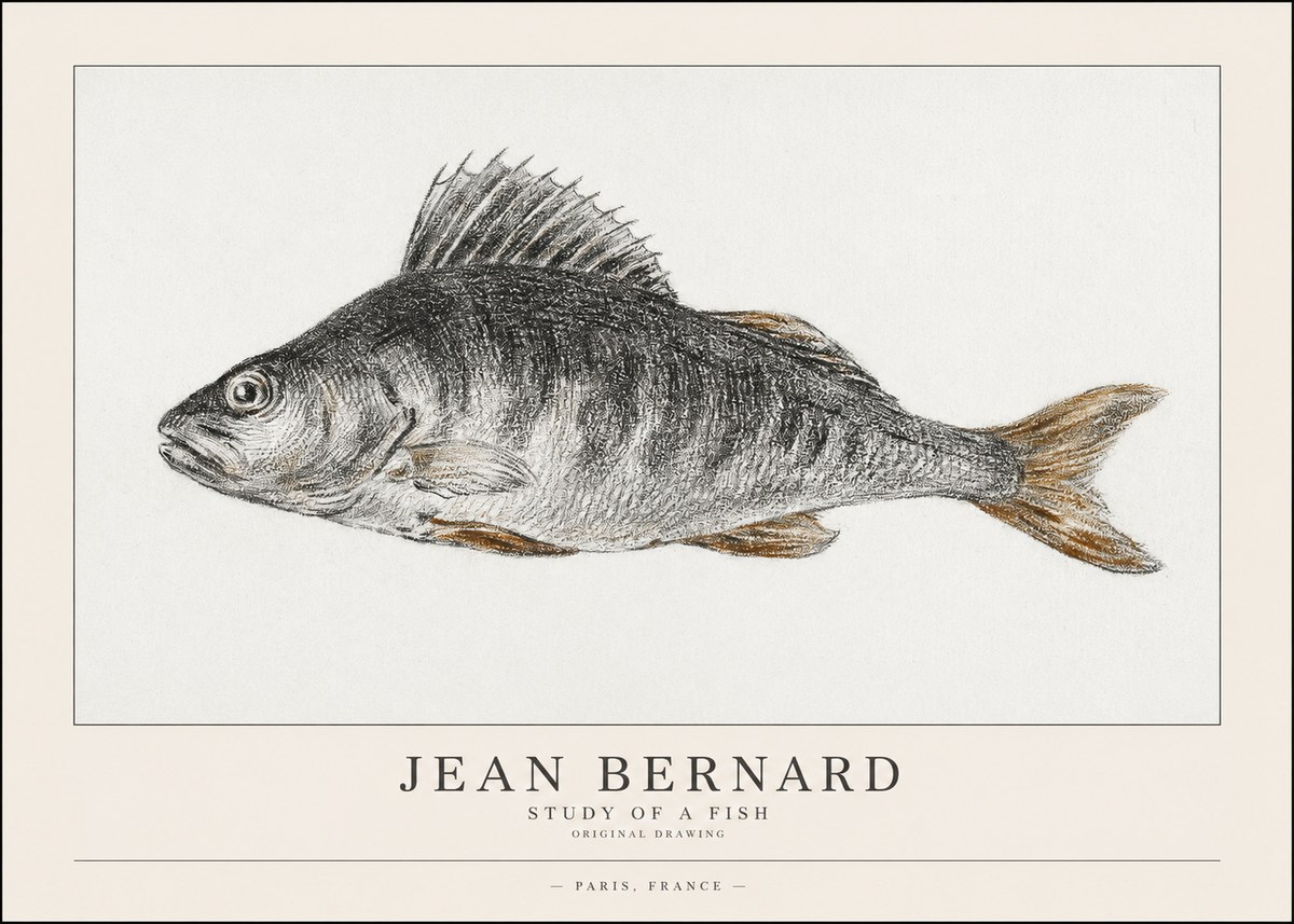 Jean Bernard Study of a Fish IV No1 - Plakát