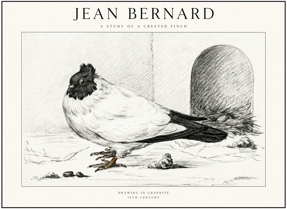 Jean Bernard A Study of a Crested Finch No1 - Plakát
